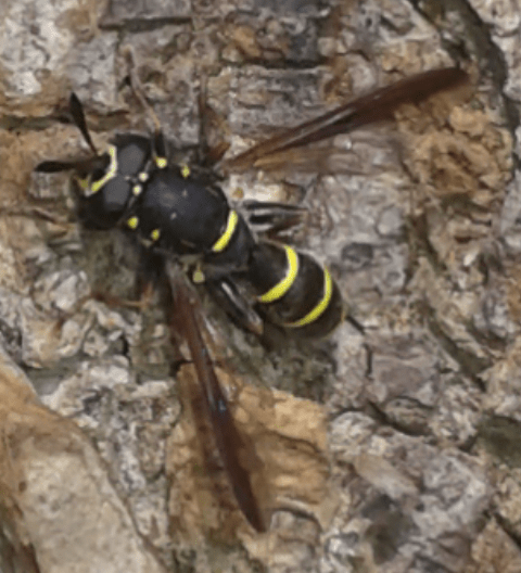 Syrphidae : maschio di Sphiximorpha subsessilis ?  S